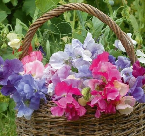 Sweet Pea Bijou Mix Dwarf Variety Lathyr Heirloom Fragrant Non Gmo 20 Seeds Fresh Garden