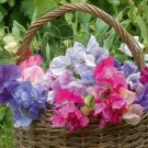 Sweet Pea Bijou Mix Dwarf Variety Lathyr Heirloom Fragrant Non Gmo 20 Seeds Fresh Garden