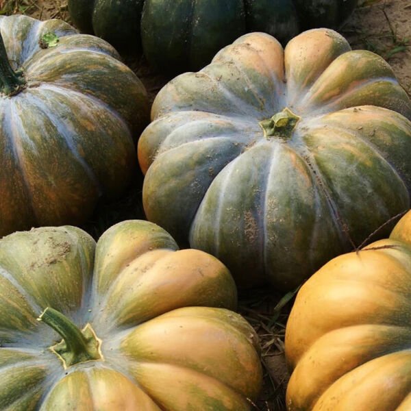 Musque De Provence Pumpkin 10 Seeds Heloom Fresh Garden