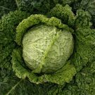 Winter King Savoy Cabbage 25 Seeds Heirloom Brassica Fresh Garden