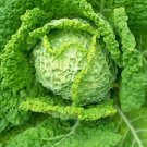 Savoy Cabbage 200 Heirloom Brassica Fresh Garden