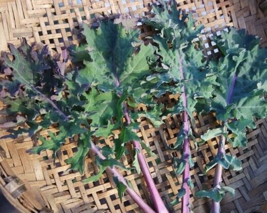 Western Front Kale 50 Seeds Brassica Oleracea Fresh Garden