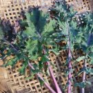 Western Front Kale 50 Seeds Brassica Oleracea Fresh Garden