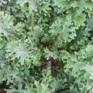 Russian Hunger Gap Kale 50 Seeds Brassica Oleracea Fresh Garden