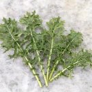 North Star Polaris Kale 50 Seeds Brassica Oleracea Fresh Garden