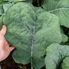 Madeley Kale 50 Seeds Brassica Oleracea Fresh Garden