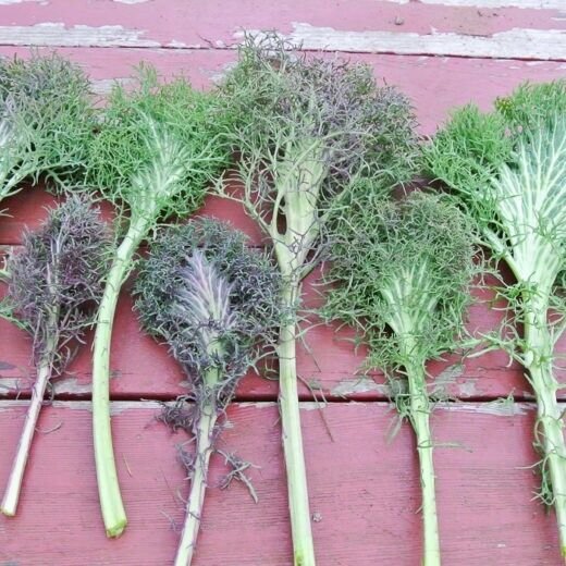 Bear Necessities Kale 50 Seeds Brassica Oleracea Fresh Garden
