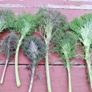 Bear Necessities Kale 50 Seeds Brassica Oleracea Fresh Garden