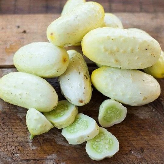 Mini White Pickling Cucumber 25 25 Seeds Non Gmo Cucumis Fresh Garden