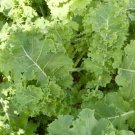 True Siberian Kale 50 Seeds Brassica Oleracea Fresh Garden