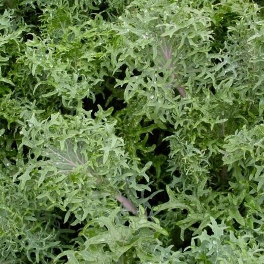 Russian Frills Kale Template 50 Seeds Brassica Oleracea Fresh Garden