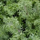 Russian Frills Kale Template 50 Seeds Brassica Oleracea Fresh Garden