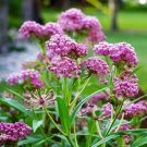 Purple Swamp Milkweed 25 Seeds Asclepias Fresh Garden