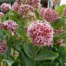 Showy Milkweed 25 Seeds Asclepias Fresh Garden