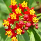 Red Milkweed Bloodflower 25 Seeds Asclepias Fresh Garden