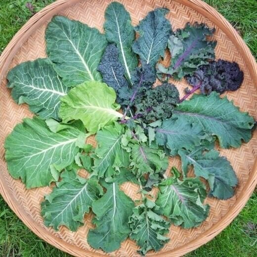 Kale Coalition 50 Seeds Brassica Oleracea Fresh Garden