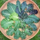 Kale Coalition 50 Seeds Brassica Oleracea Fresh Garden