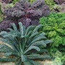 Blend Kale 50 Seeds Brassica Oleracea Fresh Garden