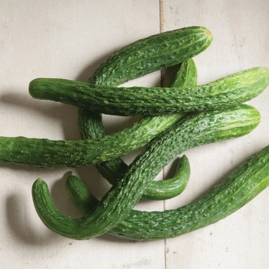 Suyo Long Chinese Cucumber 15 Seeds Non Gmo Cucumis Fresh Garden