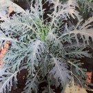 Minestra Nera Riccia Italian Kale 50 Seeds Brassica Oleracea Fresh Garden