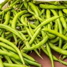 Kentucky Wonder 25 Pole, Green Bean Seeds, Non Gmo, Fresh Garden