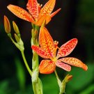 Blackberry Lily Seeds Heirloom Belamcanda Chinensis Fresh Garden