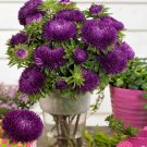Tall Double Gremlin Dark Violet Aster 25 Seeds Fresh Garden