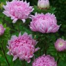 Tall Peony Duchess Coral Rose Aster 25 Seeds Fresh Garden