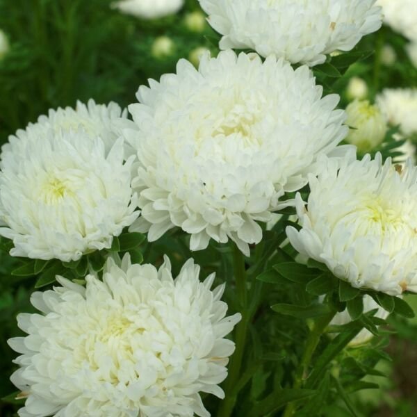 Peony Duchess White Aster 25 Seeds Fresh Garden