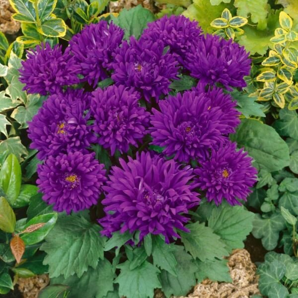 MARILYN - Aster Blue main image 0