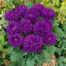 Dwarf Milady Blue Aster 25 Seeds Fresh Garden