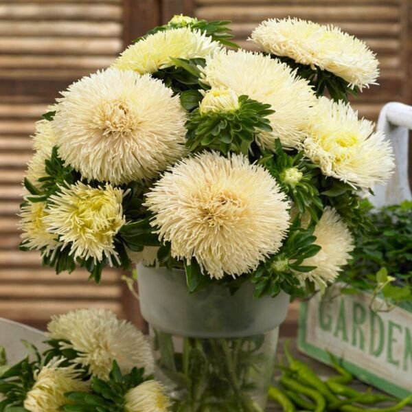 Gremlin Yellow Aster 25 Seeds Fresh Garden