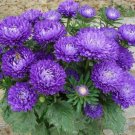 Tall Peony Duchess Dark Blue Aster 25 Seeds Fresh Garden
