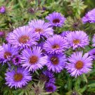 New England Aster 25 Seeds Fresh Garden