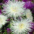 Tall Needle Unicom White Aster 25 Seeds Fresh Garden