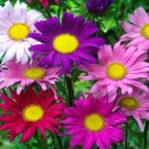 Andrella Mix Aster 25 Seeds Fresh Garden