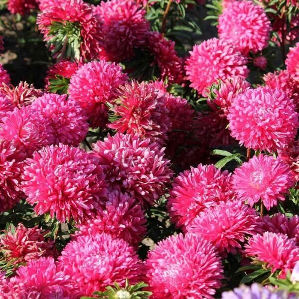 Gremlin Dark Rose Aster 25 Seeds Fresh Garden