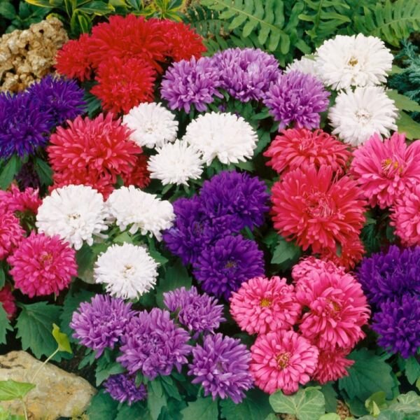 Dwarf Milady Mix Aster 25 Seeds Fresh Garden