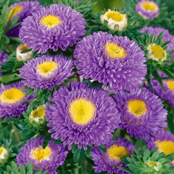 Pompon Light Blue Aster 25 Seeds Fresh Garden