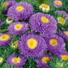 Pompon Light Blue Aster 25 Seeds Fresh Garden