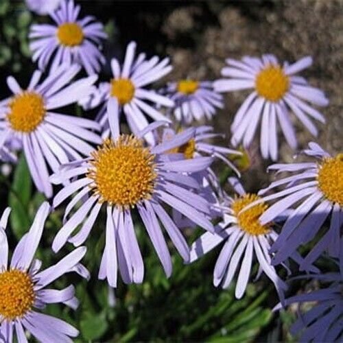 Wartburg Star Aster 25 Seeds Fresh Garden