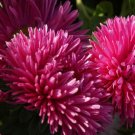 Tall Peony Duchess Scarlet Aster 25 Seeds Fresh Garden