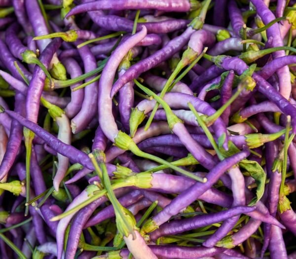 Purple Cayenne Pepper 30,000+ Scovilles Capsicum Heirloom Non Gmo 25 Seeds Fresh Garden
