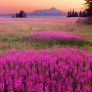 California Wildflower Fireweed 100 Seeds Selle Fresh Garden