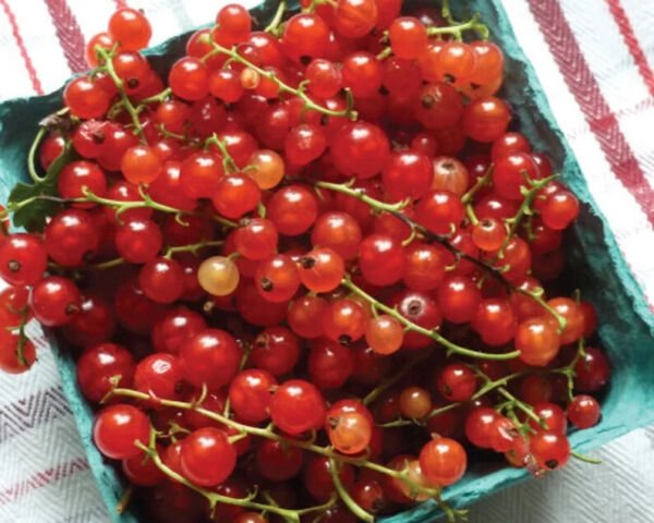 Red Currant Tomato 25 Seeds Heirloom Solanum Lycopersicum Fresh Garden
