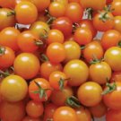 Sun Gold Tomato 25 Seeds Hybrid Solanum Lycopersicum Fresh Garden