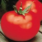 Better Boy Tomato 25 Seeds Hybrid Solanum Lycopersicum Fresh Garden