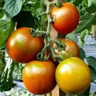 Black Ethiopian Tomato 25 Seeds Heirloom Solanum Lycopersicum Fresh Garden