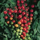 Supersweet 100 Tomato 25 Seeds Solanum Lycopersicum Fresh Garden
