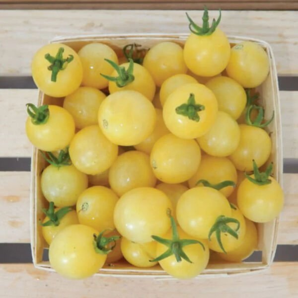 Italian Ice White Cherry Tomato 25 Seeds Hybrid Solanum Lycopersicum Fresh Garden